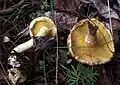 Suillus sibiricus