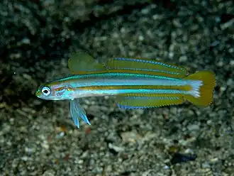 Ptereleotris grammica