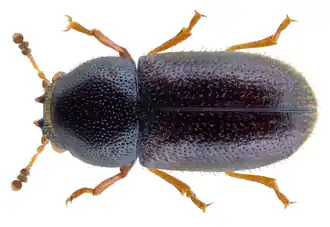 Sulcacis