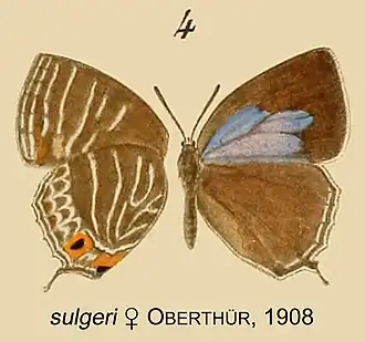 Wagimo sulgeri