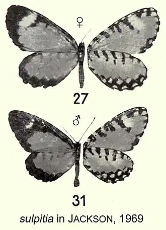 Telipna sulpitia