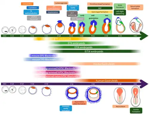 Samenvatting van het vroege ontwikkelingsproces in natuurlijke muizen- en menselijke embryo's met vruchtzakvorming (amniotic cavety formation) in de embryoblast (binnenste celmassa)