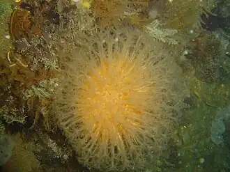 Malacacanthus capensis