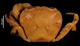 Sundathelphusa antipoloensis