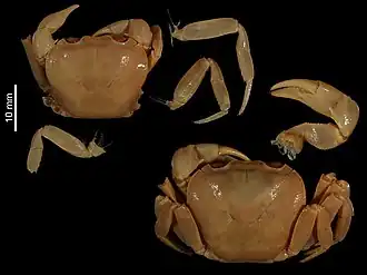 Sundathelphusa cassiope