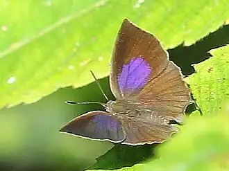 Surendra quercetorum