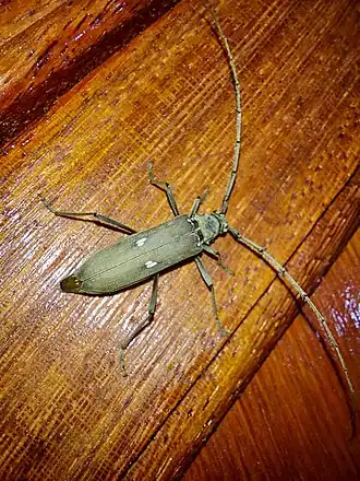 Susuacanga octoguttata