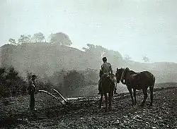 Francis Meadow Sutcliffe: Auf dem Felde