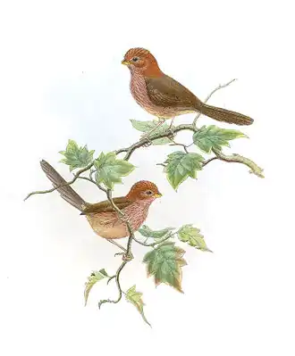 Bruinvleugeldiksnavelmees