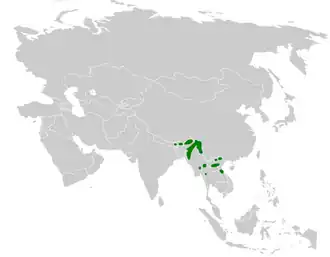 Witkeeldiksnavelmees