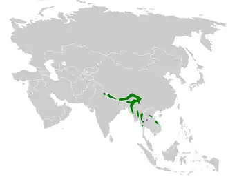 Grijswangdiksnavelmees