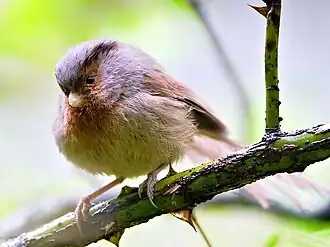 Przewalski's diksnavelmees