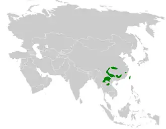 Gouden diksnavelmees