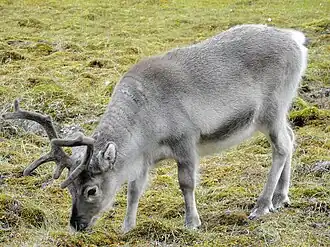De op Spitsbergen voorkomende ondersoort is kortbeniger dan andere ondersoorten