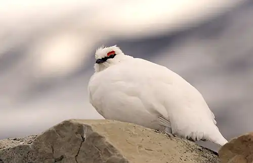 Mannelijk Spitsbergensneeuwhoen in winterkleed