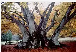 Oude beuk, Gjerrild, Jutland