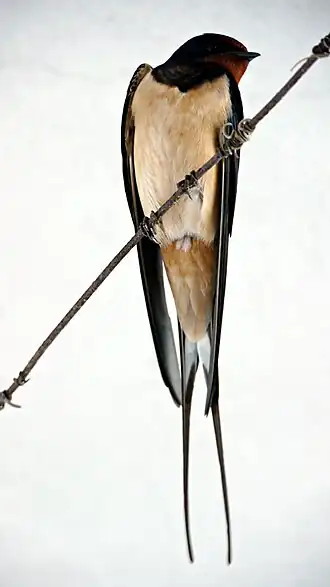 Boerenzwaluw (Hirundo rustica)
