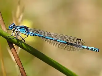 Austrocoenagrion lyelli