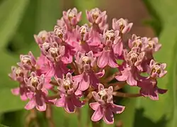Close-up van de bloemen