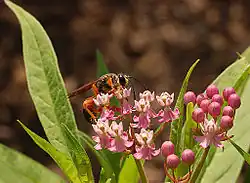 Bloemen met een nectar drinkende Sphex ichneumoneus