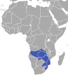 Crocidura mariquensis