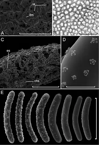 Swartschewskia papyracea