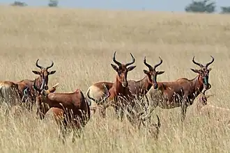 Kudde Swaynes hartenbeesten