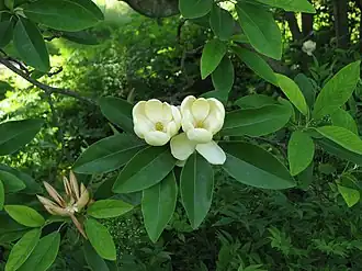 Magnolia virginiana