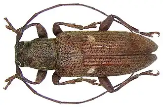 Sybra seriata