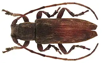 Sybra albomaculata