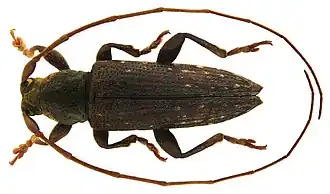 Sybra amboinica