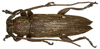 Sybra biguttulata