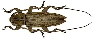 Sybra bipunctata