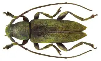 Sybra brunnescens