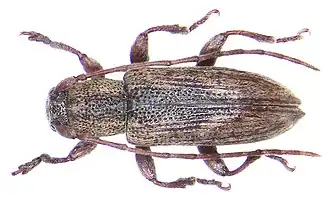 Sybra connexa