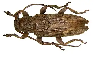 Sybra flavomarmorata