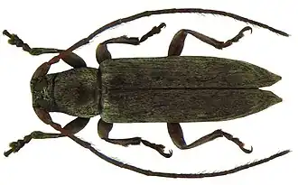 Sybra grisescens