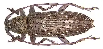 Sybra irrorata