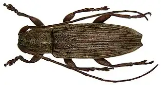 Sybra lineata