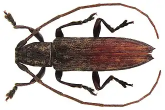 Sybra lineolata