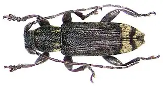 Sybra longula