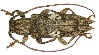 Sybra mediomaculata