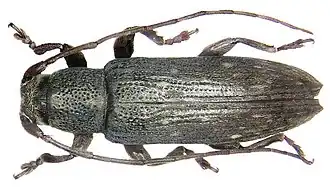 Sybra neopomeriana