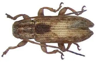 Sybra novaebritanniae