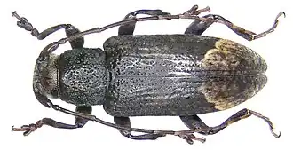 Sybra obliquelineata
