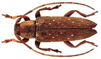 Sybra ochraceicollis