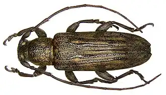 Sybra ochreovittipennis