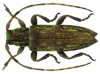 Sybra ordinata