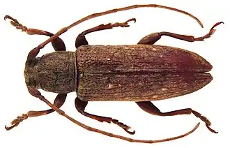 Sybra patruoides