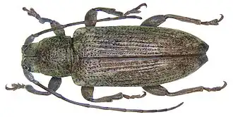 Sybra porcellus